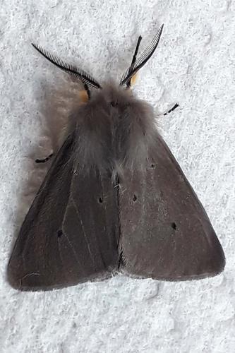 Diaphora mendica